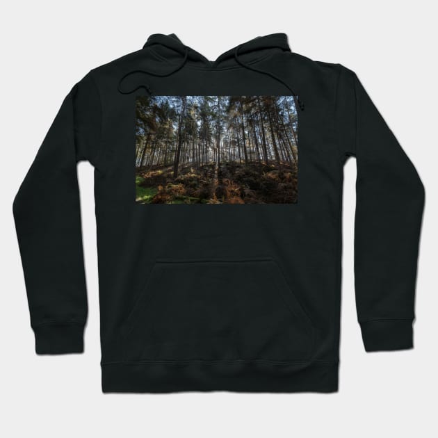 Light Through the Trees Hoodie by Shirasaya